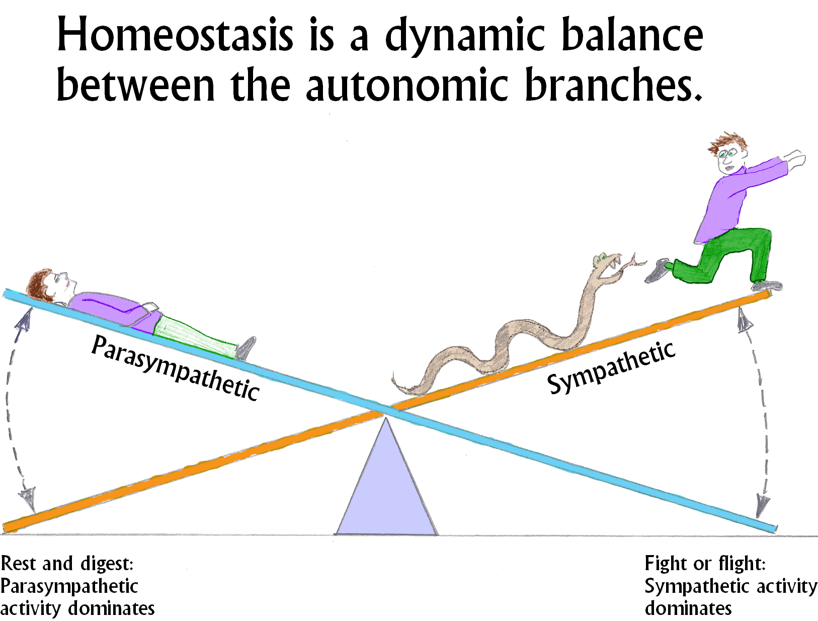What is HOMEOSTASIS ?? Innovation + Insight
